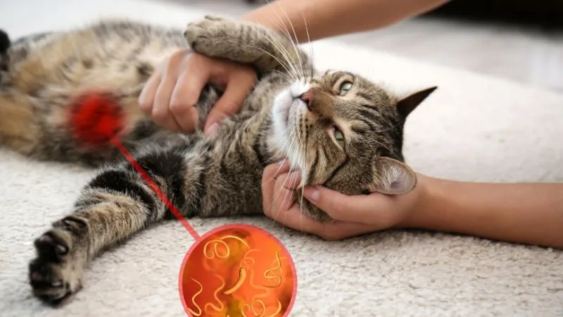 dirofilarioza-u-kota