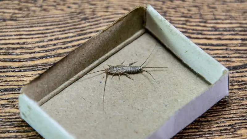 gdzie-mozna-spotkac-rybiki