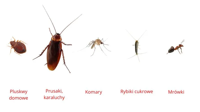jakie-owady-zabija-zamglawianie-oprysk