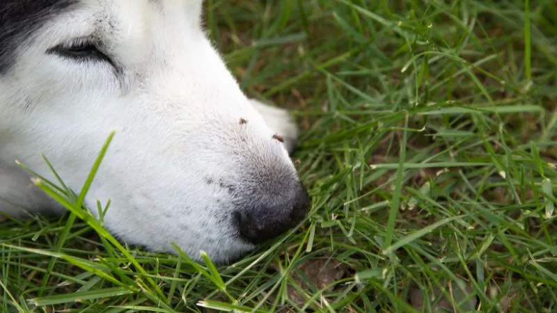 komary-a-dirofilarioza-u-psa