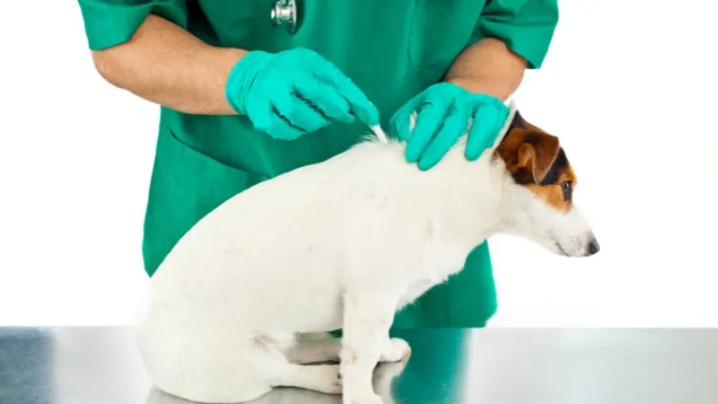 leczenie-dirofilariozy-u-psa