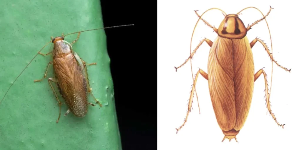 prusaki-karaluchy-niemieckie