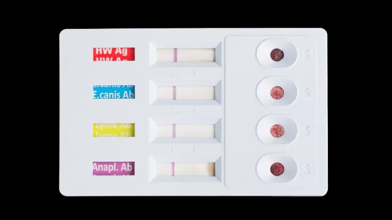 testy-krwi-dirofilarioza