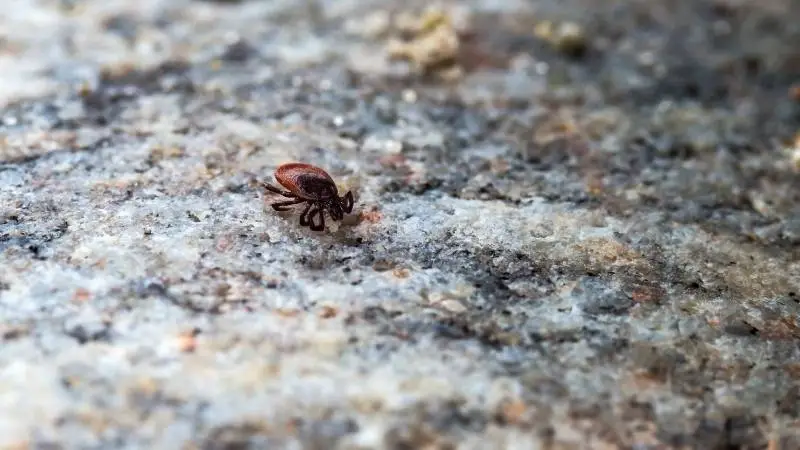 co-odstrasza-kleszcze