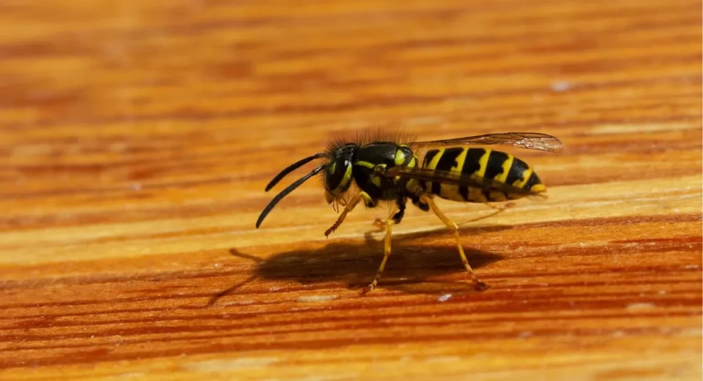 co odstrasza osy w ogrodzie w domu