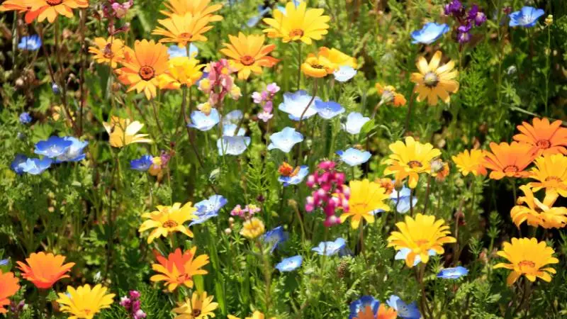 co-przyciaga-osy-do-ogrodu