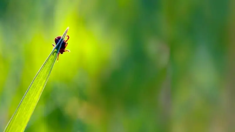 jak-pozbyc-sie-kleszczy-w-ogrodzie