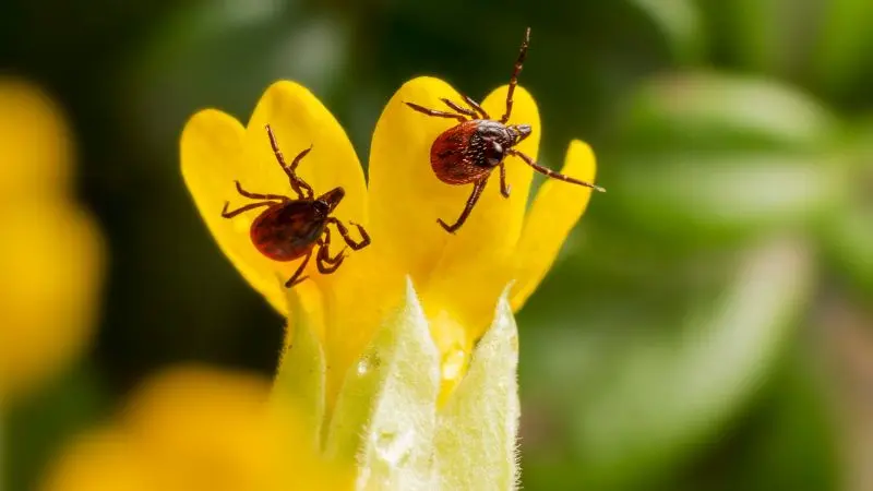 Read more about the article Jak chronić się przed kleszczami?