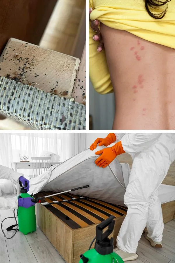 odpluskwianie-dezynsekcja-pluskiew