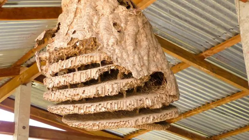 wielkie-gniazdo-os-w-garazu