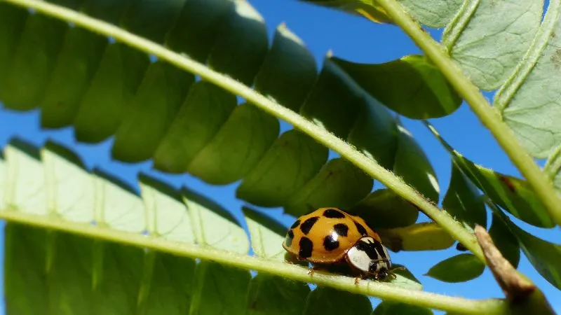 biedronka-azjatycka-wyglad