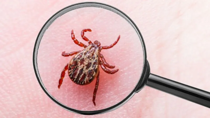choroby-przenoszone-przez-kleszcze