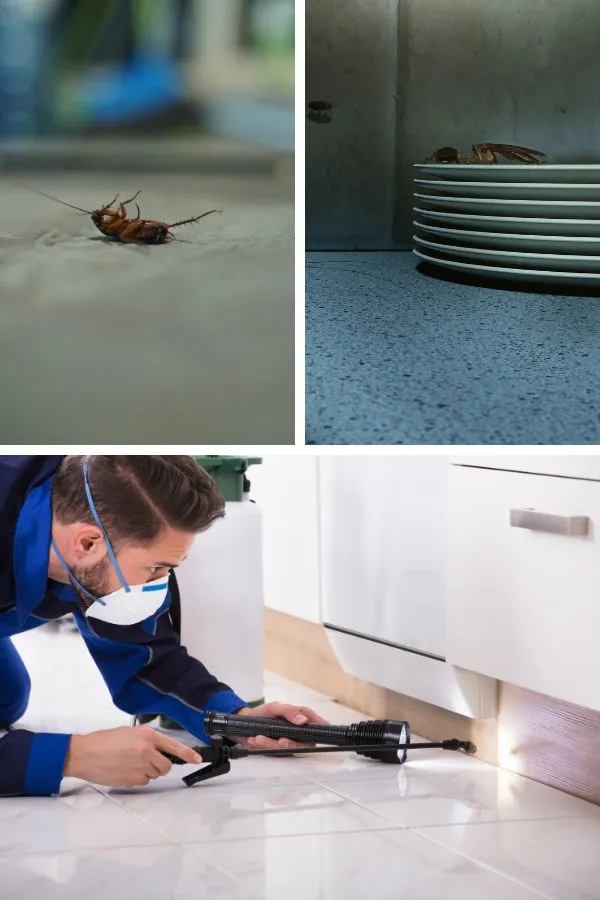 dezynsekcja-karaluchow-prusakow