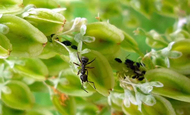 dezynsekcja-mrowek-w-ogrodzie