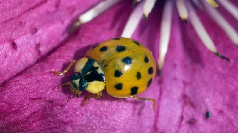 jak-wyglada-biedronka-azjatycka