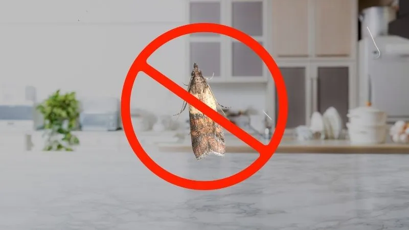 Read more about the article Zwalczanie moli spożywczych – jak pozbyć się ich szybko i skutecznie?