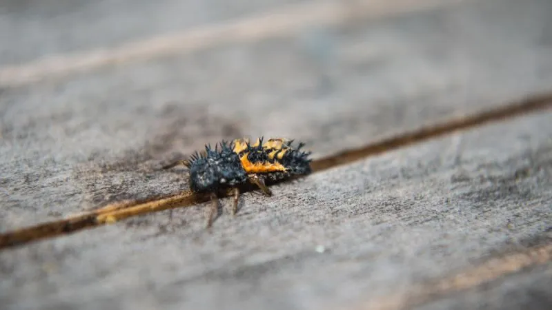 larwa-biedronki-azjatyckiej