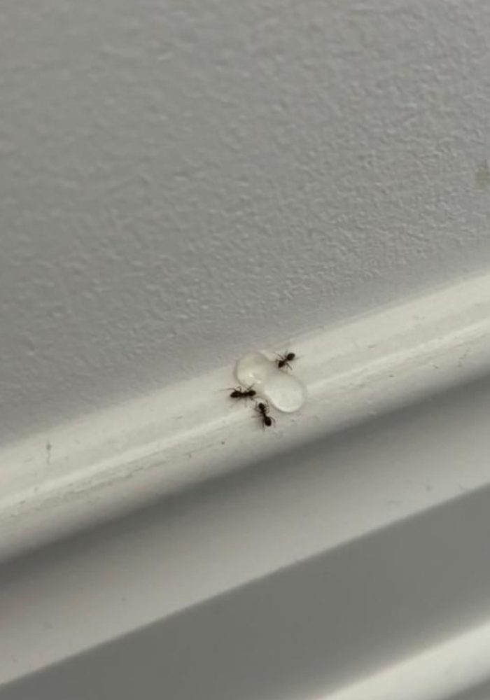 metoda-zelowa-dezynsekcja