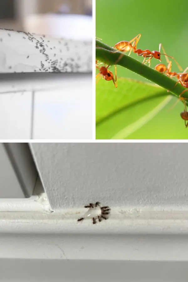 odmrowczanie-zwalczanie-mrowek