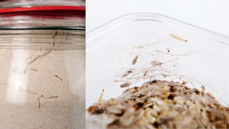 slady-moli-spozywczych