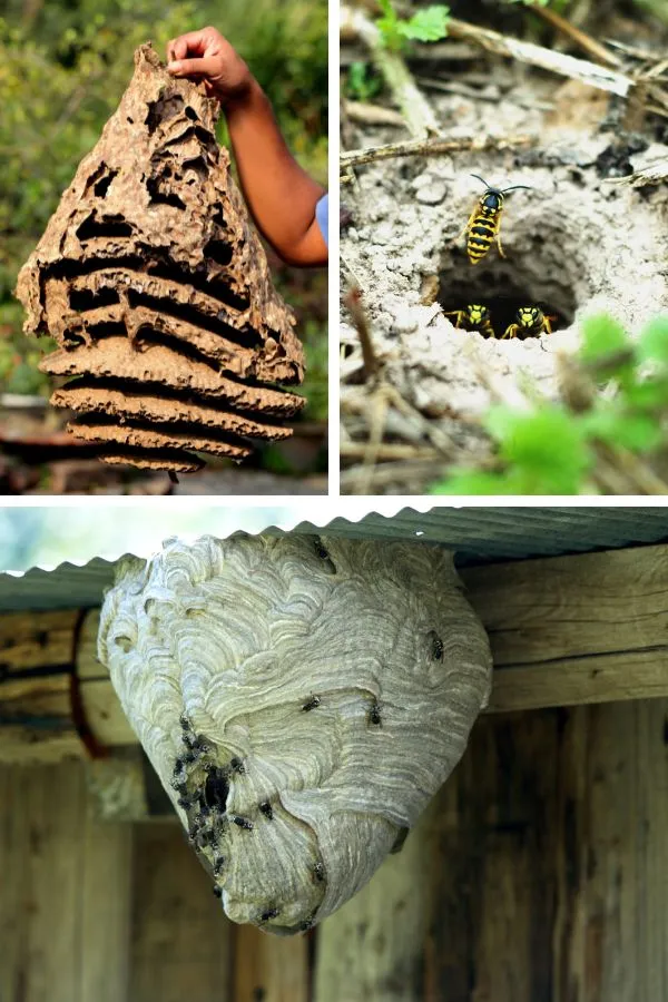 usuwanie-gniazda-os-szerszeni-likwidacja