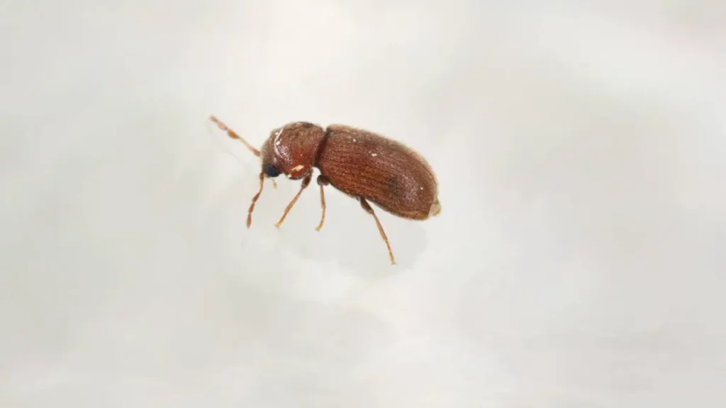 jak-rozpoznac-zywiaka-chlebowca