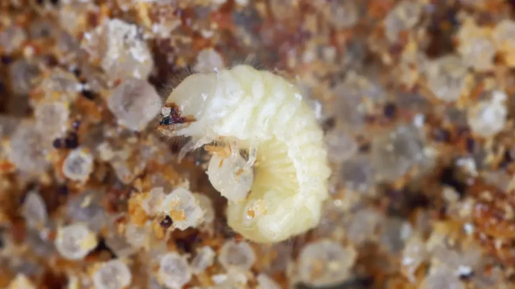 larwa-zywiaka-chlebowca