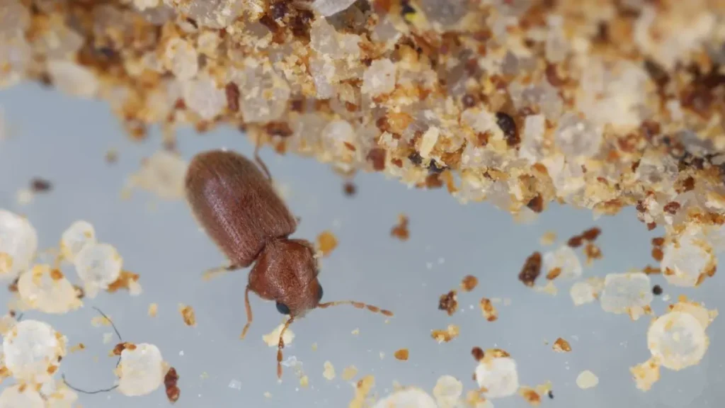 zywiak-chlebowiec-jak-wyglada