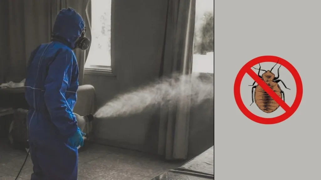 Read more about the article Zamgławianie pluskiew – jak działa i czy jest skuteczne?