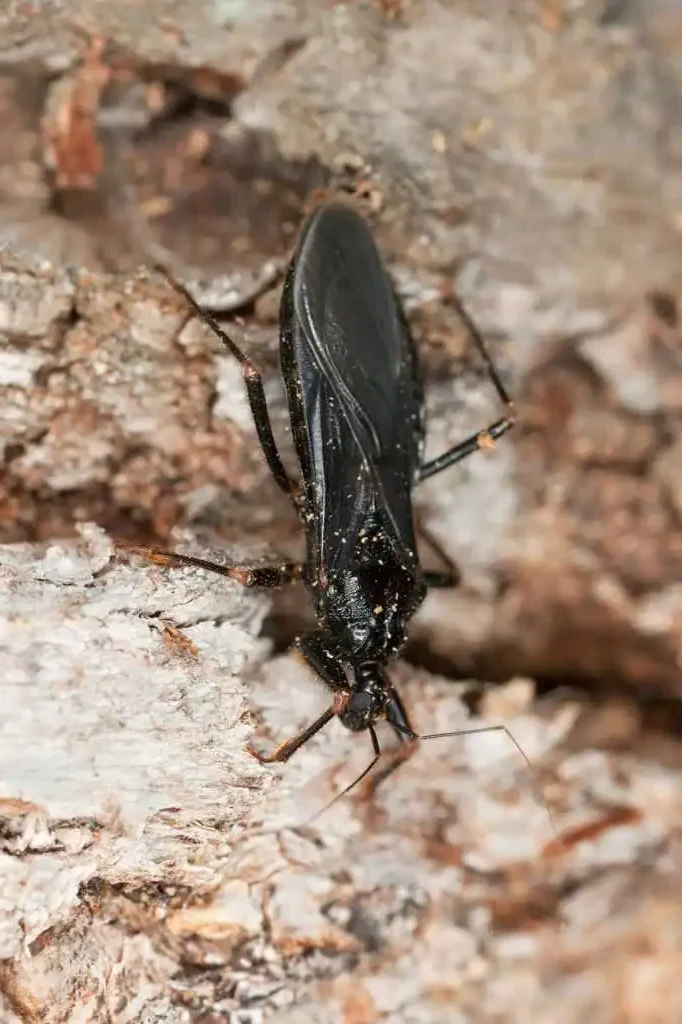 naturalny-wrog-pluskwy-zajadek-domowy