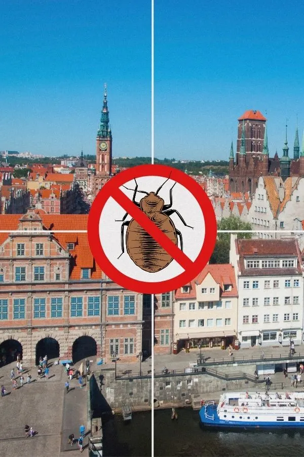 odpluskwianie-gdansk