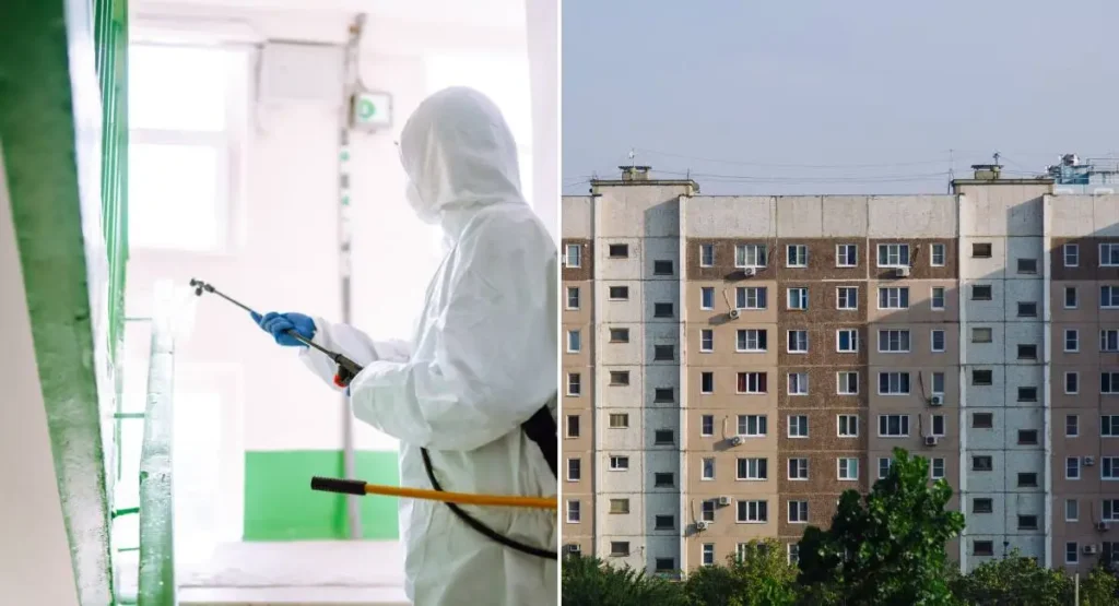 plaga pluskiew w Warszawie