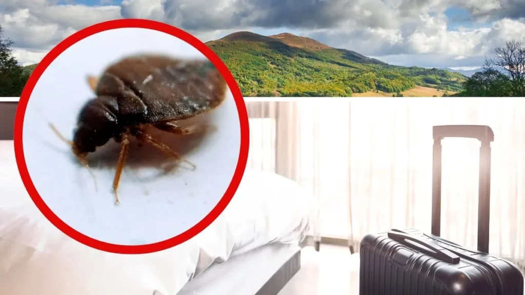 Read more about the article Pluskwy w Bieszczadach, turystka trafiła na SOR. Eksperci radzą, co robić w takich sytuacjach