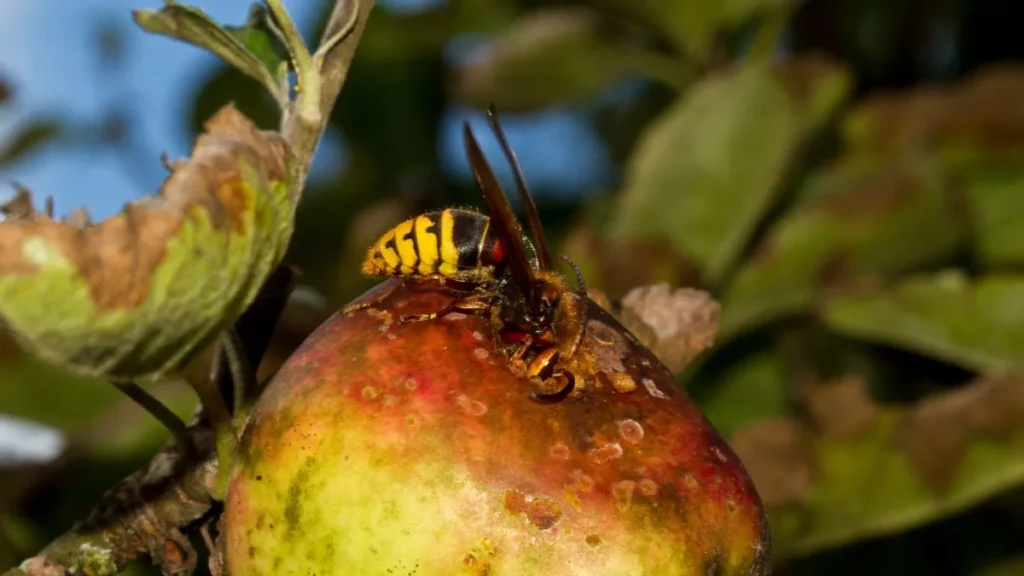 osowate w poszukiwaniu pożywienia