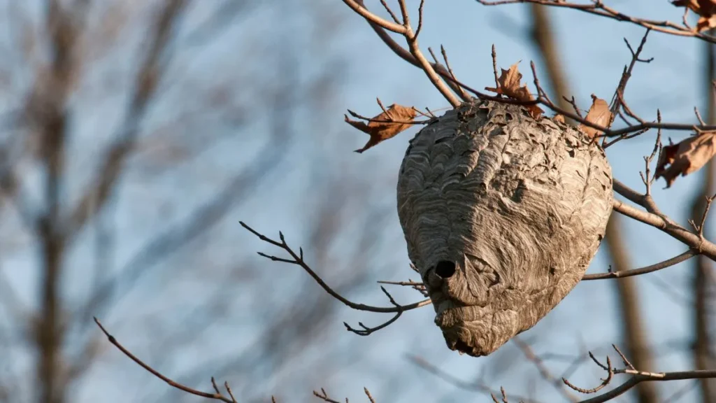 Read more about the article Osy i szerszenie jesienią – co warto wiedzieć i jak zadbać o bezpieczeństwo?