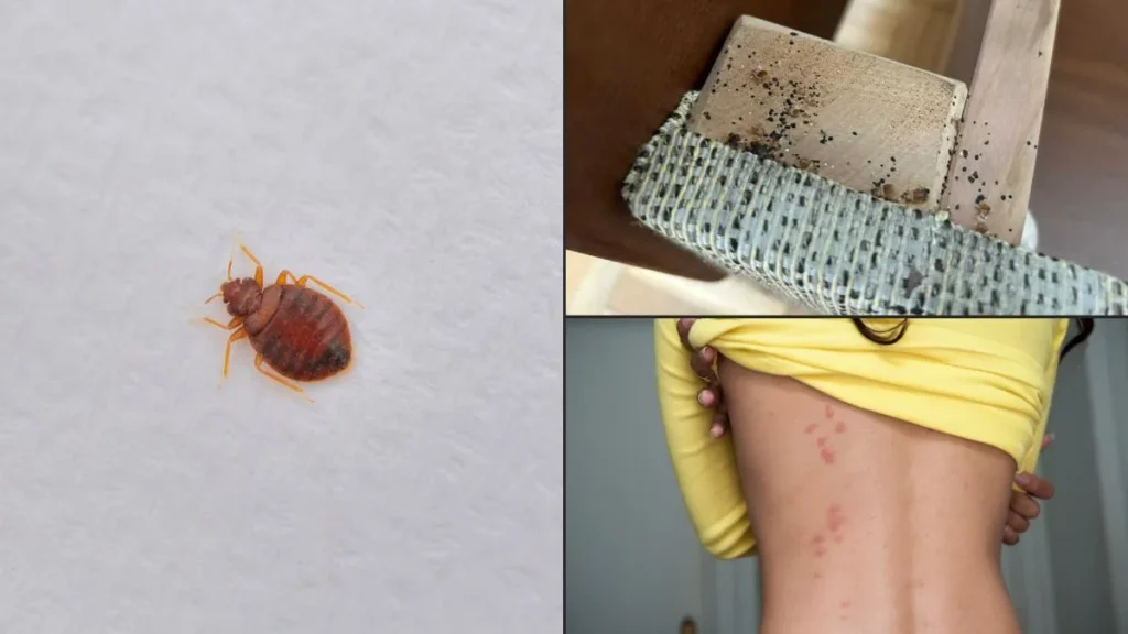 pluskwa-domowa-pluskwa-lozkowa