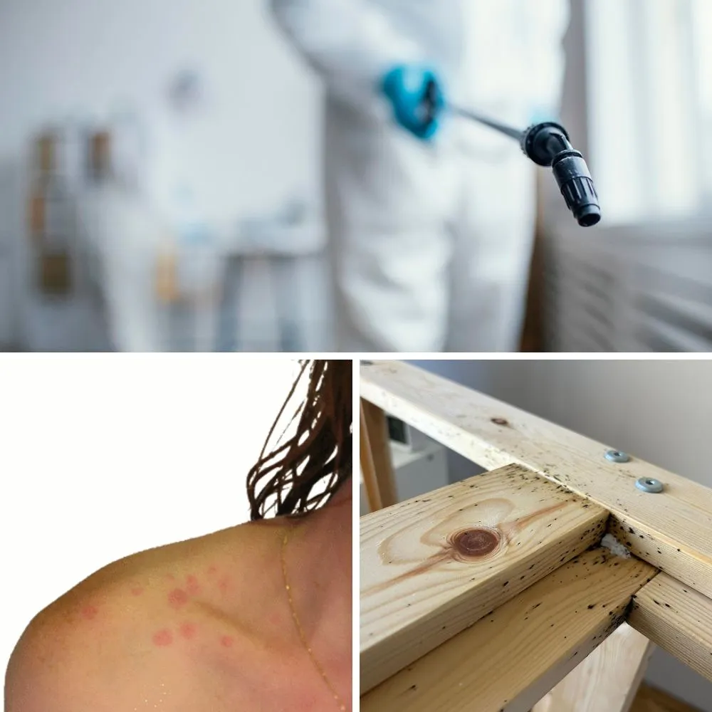 dezynsekcja-pluskiew