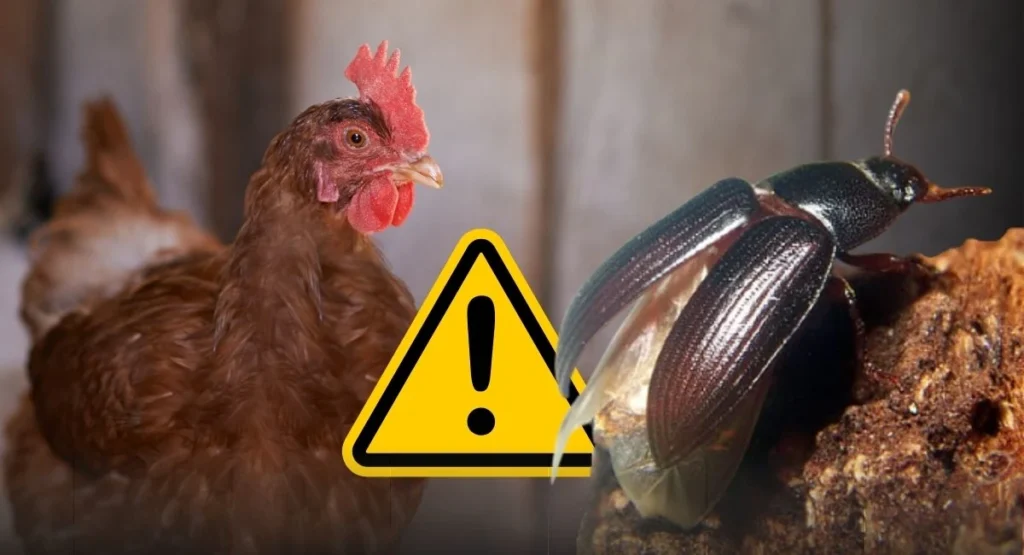 Read more about the article Pleśniakowiec lśniący – wygląd, szkodliwość, jak się pozbyć?