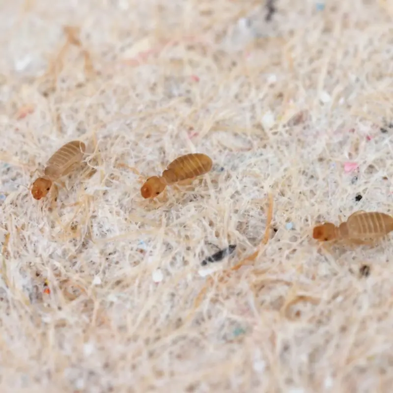 gryzek-psotnik-maly-robak-wyglad