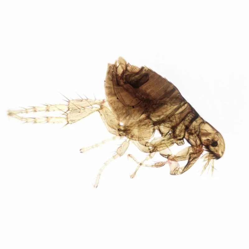 maly-gryzacy-robak-pchla