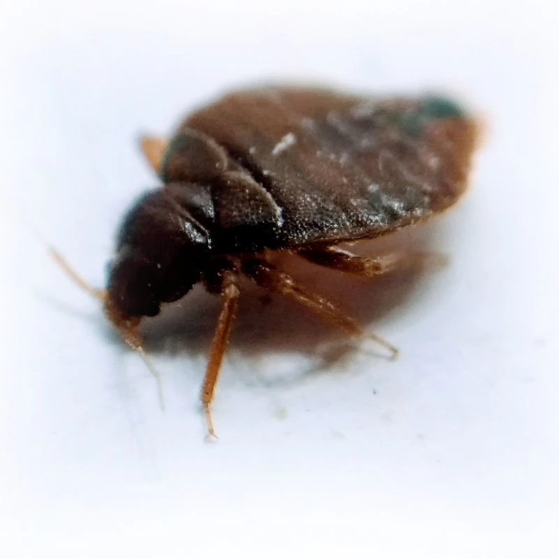 maly-gryzacy-robak-pluskwa