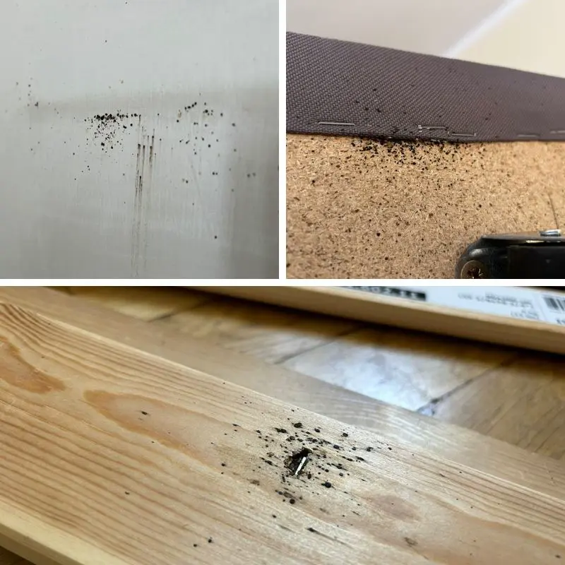 Odchody-pluskwy-na-pościeli-materacu-gdzie-jeszcze-występują