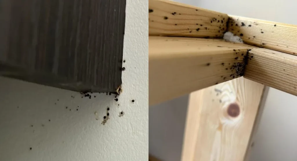 pluskwy-male-gryzace-robaki