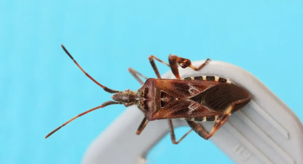 Read more about the article Co odstrasza wtyki amerykańskie? Jak się pozbyć tych owadów?