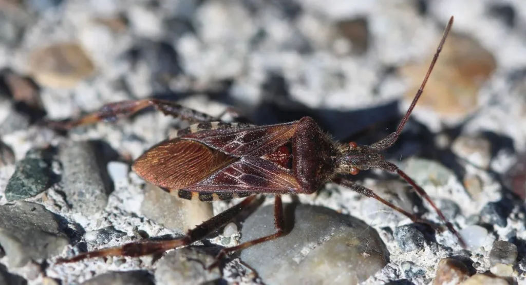 wtyki amerykańskie wygląd
