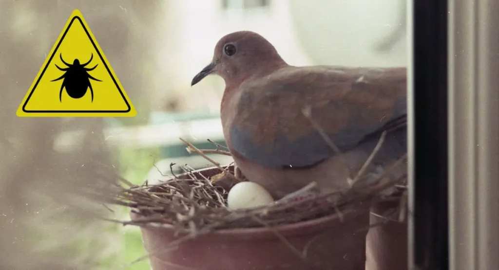 Read more about the article Obrzeżek gołębi – jak wygląda ugryzienie tego owada? Jak się go pozbyć?