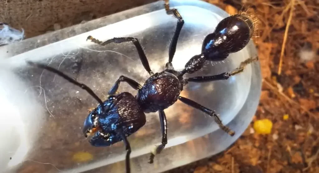 Paraponera clavata-builet-ant-mrówka-pociskowa