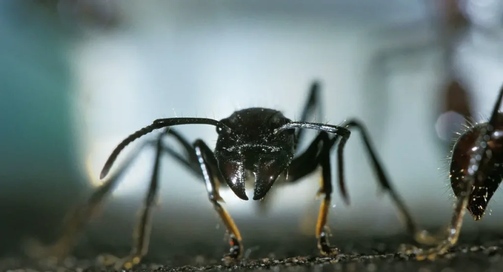 Paraponera-clavata-bullet-ant-mrówka-pociskowa