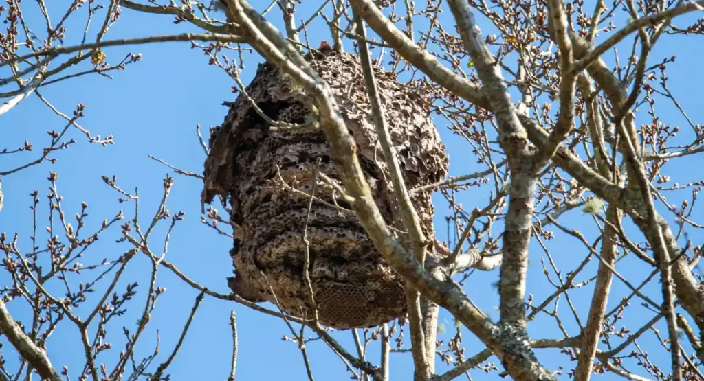 gniazdo-szerszeni-azjatyckich