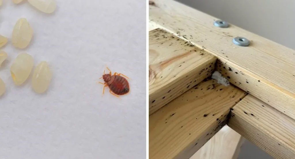 jak-wygląda-gniazdo-pluskiew-jak-je-znaleźć-i-rozpoznać-szczeliny